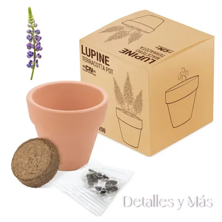 Maceta de terracota con Flores de Lupino